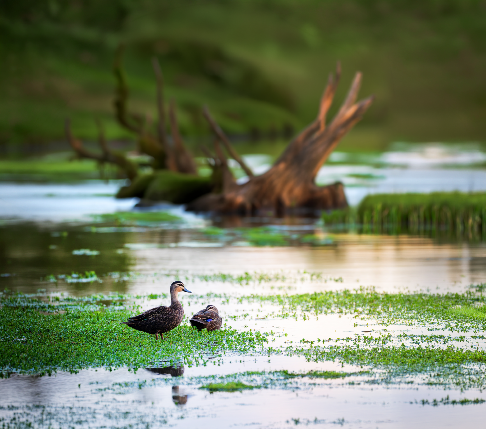 Duck Stamp